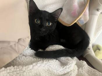 Lolly -  Domestic Short Hair Cat for Adoption in Bowling Green, Ohio - Lolly | PetCurious