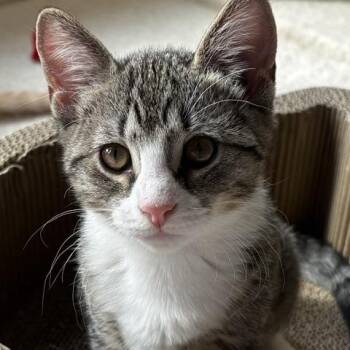 Pippa -  Domestic Short Hair Cat for Adoption in Catonsville, Maryland - Pippa | PetCurious