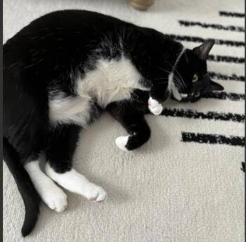 Ori (& Ava) -  Domestic Short Hair Cat for Adoption in Fairfax, Virginia - Ori (& Ava) | PetCurious