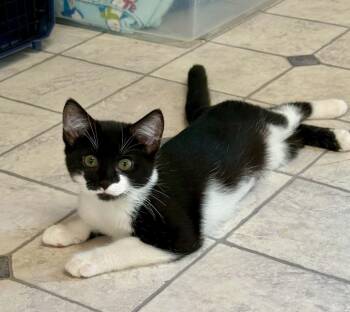 Gigi -  Domestic Short Hair Cat for Adoption - Gigi | PetCurious