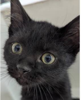 Rescue Domestic Short Hair Cats for Adoption in Hollister, Missouri - Winston | PetCurious