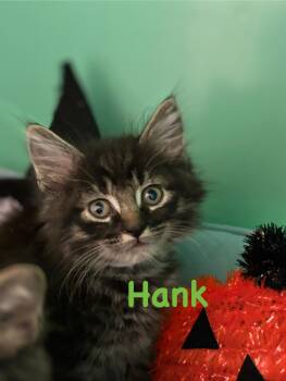 Rescue Tabby Cats for Adoption in Crescent City, California - Hank | PetCurious