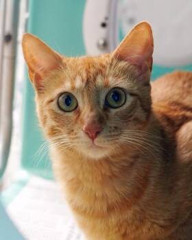Venus -  Domestic Short Hair Cat for Adoption in Novato, California - Venus | PetCurious