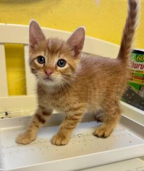 Domestic Short Hair Cats Available for Adoption in Corpus Christi, Texas - Dino Thunder | PetCurious