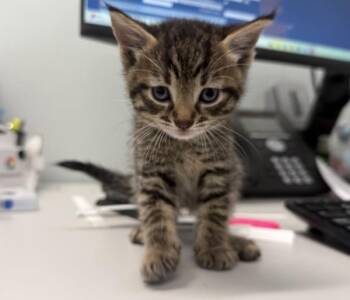 Tucker -  Domestic Short Hair Cat for Adoption in New York, New York - Tucker | PetCurious