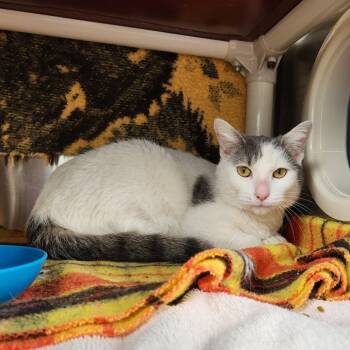 Domestic Short Hair Cats Available for Adoption - Beethoven | PetCurious