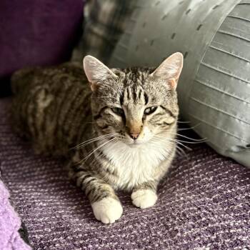 Domestic Short Hair Cats Available for Adoption in Calgary, Alberta - George Clooney | PetCurious