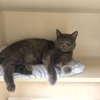 Greyson -  Domestic Short Hair Cat for Adoption in Buffalo, New York - Greyson | PetCurious