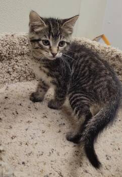 LOLLIPOP -  Domestic Short Hair Cat Available for Adoption in Sandusky, Ohio - LOLLIPOP | PetCurious