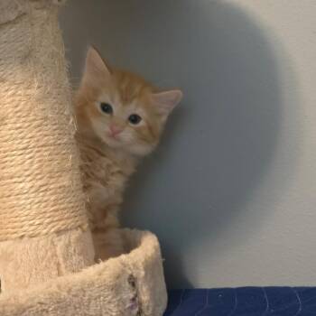 Tigger in Arnold, MD *adoption pending* -  Domestic Short Hair Cat Available for Adoption - Tigger In Arnold, MD *adoption Pending* | PetCurious