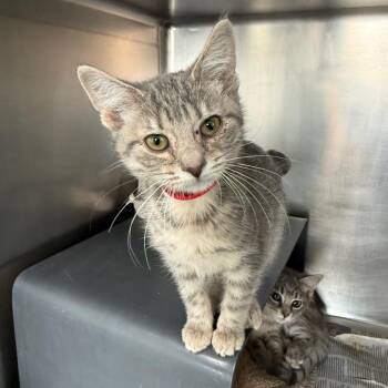 Azura -  Domestic Short Hair Cat for Adoption in Chicago, Illinois - Azura | PetCurious