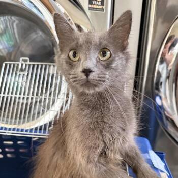 Moon (in Stevensville, MD) -  Domestic Short Hair Cat for Adoption - Moon (in Stevensville, MD) | PetCurious
