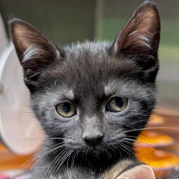 Domestic Short Hair Cats Available for Adoption in Jefferson, Wisconsin - Elara - Reduced Fee! | PetCurious