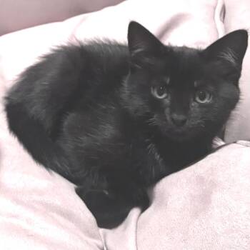Beagle -  Domestic Short Hair Cat for Adoption in Hopkinton, Massachusetts - Beagle | PetCurious