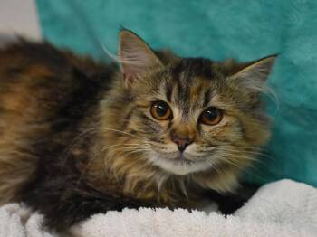Honey -  Domestic Long Hair Cat for Adoption in Portland, Oregon - Honey | PetCurious