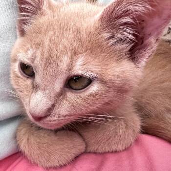 Butters -  Tabby and Domestic Short Hair Cat for Adoption in Smithfield, North Carolina - Butters | PetCurious