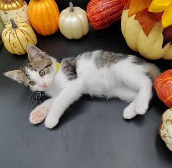 Rescue American Shorthair Cats for Adoption in Springfield, Missouri - Xander | PetCurious