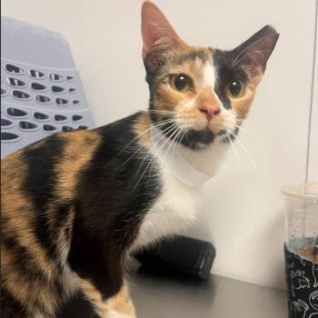 Penelope -  Domestic Short Hair Cat for Adoption in Hattiesburg, Mississippi - Penelope | PetCurious