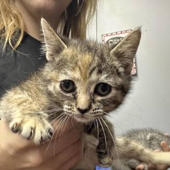 Whitney -  Domestic Short Hair Cat for Adoption in Corbin, Kentucky - Whitney | PetCurious