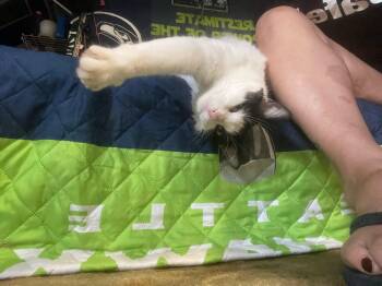 Rescue Domestic Short Hair Cats for Adoption in Charlotte, North Carolina - Felix | PetCurious