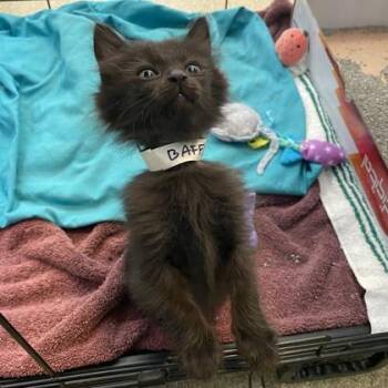 Baffled -  Domestic Short Hair Cat for Adoption in Richmond, Virginia - Baffled | PetCurious