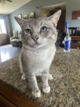 Rescue Siamese and American Bobtail Cats for Adoption in Albany, Wisconsin - PJ | PetCurious