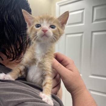 Linny -  Domestic Short Hair Cat Available for Adoption in Lake Panasoffkee, Florida - Linny | PetCurious