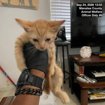 A139349 -  Domestic Short Hair Cat for Adoption in Palmetto, Florida - A139349 | PetCurious
