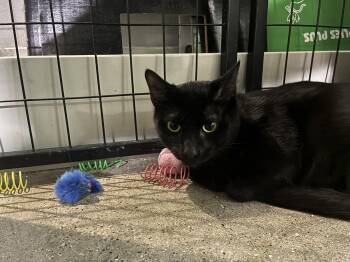 Leppy -  Domestic Short Hair Cat for Adoption in Ashland, Illinois - Leppy | PetCurious