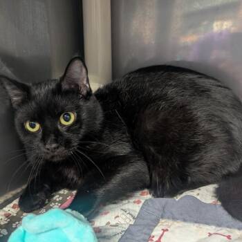 Domestic Short Hair Cats Available for Adoption in Jefferson City, Tennessee - Lacy | PetCurious