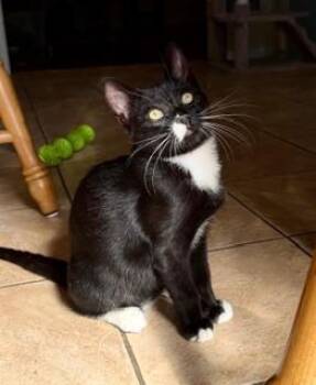 Rescue Domestic Short Hair Cats for Adoption in Little River, South Carolina - Charlie | PetCurious