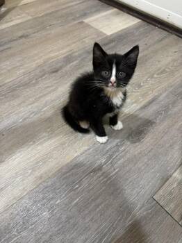 Domestic Short Hair Cats Available for Adoption in Pomona, New York - Chives | PetCurious