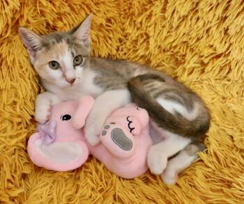 Lady -  Dilute Calico Cat for Adoption in St. Augustine, Florida - Lady | PetCurious