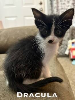 Rescue Domestic Short Hair Cats for Adoption in Fort Worth, Texas - Dracula (pre Adopt) | PetCurious