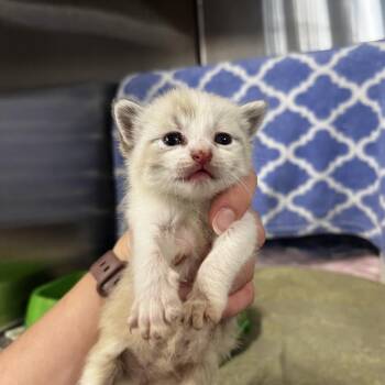 Christian -  Domestic Short Hair and Siamese Cat Available for Adoption in Harrisville, West Virginia - Christian | PetCurious