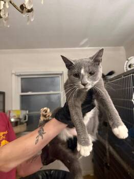 Willard -  Domestic Short Hair Cat for Adoption in Warrenville, South Carolina - Willard | PetCurious