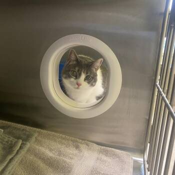 Domestic Short Hair Cats Available for Adoption in Burlington, Ontario - Mora | PetCurious