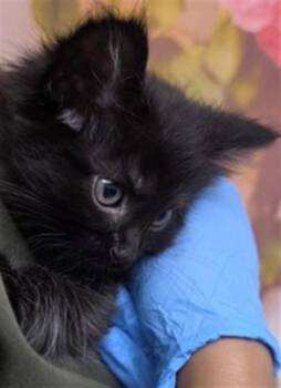 RIVER -  Domestic Long Hair Cat Available for Adoption in San Bernardino, California - RIVER | PetCurious