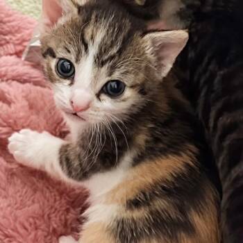 Domestic Short Hair Cats Available for Adoption in Fayetteville, Georgia - Lylla (adopt With Rocky) | PetCurious