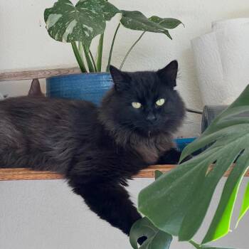 Domestic Long Hair Cats Available for Adoption in Moses Lake, Washington - Jasper | PetCurious