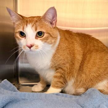 Roger -  Domestic Short Hair Cat for Adoption in Morganton, North Carolina - Roger | PetCurious