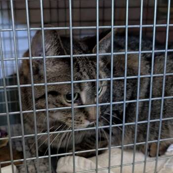 Lucille -  Domestic Short Hair Cat for Adoption in Fairport, New York - Lucille | PetCurious