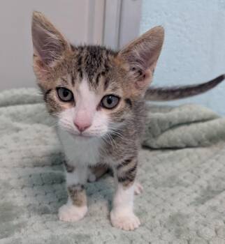 Tomato Bisque -  Domestic Short Hair Cat for Adoption in Cape Coral, Florida - Tomato Bisque | PetCurious