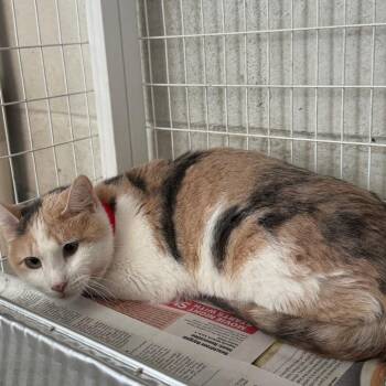 Attis -  Domestic Short Hair Cat for Adoption in Chicago, Illinois - Attis | PetCurious