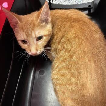 Lychee -  Domestic Short Hair Cat for Adoption in Dayton, Ohio - Lychee | PetCurious