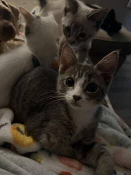 Aldi -  Domestic Short Hair Cat for Adoption in Alafaya, Florida - Aldi | PetCurious
