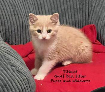 Domestic Short Hair Cats Available for Adoption in New Hartford, New York - Titleist | PetCurious