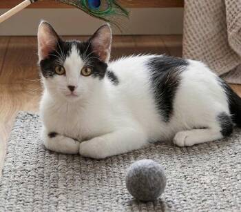 Gretta ( Must be adopted with Grayson) -  Domestic Short Hair Cat for Adoption - Gretta ( Must Be Adopted With Grayson) | PetCurious