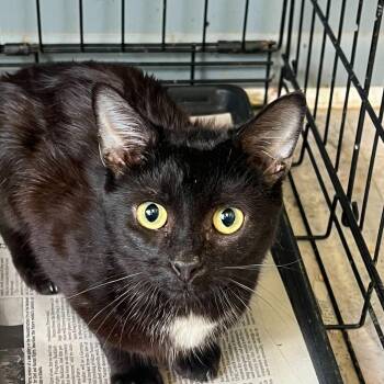 Domestic Short Hair Cats Available for Adoption - Trouble | PetCurious