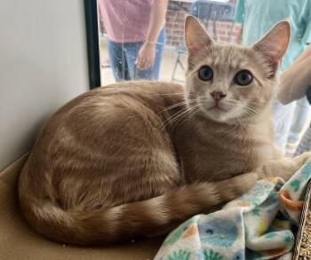 Kittens for Saturday -  Domestic Short Hair Cat for Adoption in Rocky Hill, Connecticut - Kittens For Saturday | PetCurious